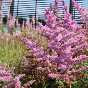 Astilbe 'Mighty Joe' ---